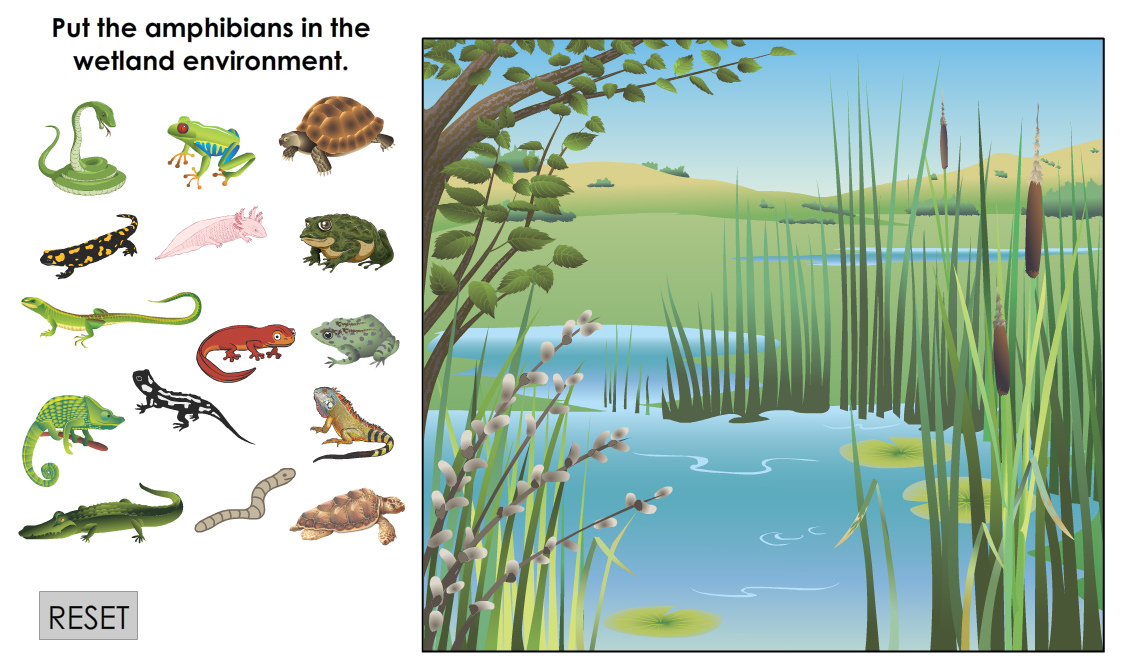 Put The Amphibians in the Wetlands